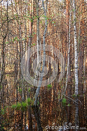 Biebrza swamps submerged forest Stock Photo