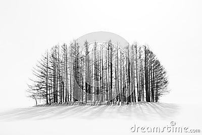 Biei, Hokkaido, Japan Winter Countryside Stock Photo