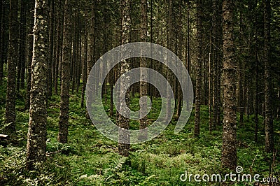 Bielovodska valley in High Tatras mountains, Slovakia. Slovakia landscape. Stock Photo