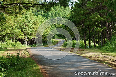 Bien Ho, ecotourism, pine forest, lake, Gia Lai, Vietnam Stock Photo