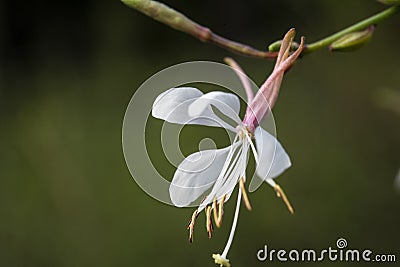 Biennial Beeblossom is a food source for pollinators in a pine savanna habitat Stock Photo