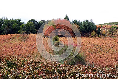 Bierzo vineyard Stock Photo