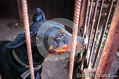 Big adult doberman in the old aviary Stock Photo