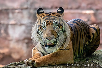 Big adult sumatran tiger with sharp eyes Stock Photo