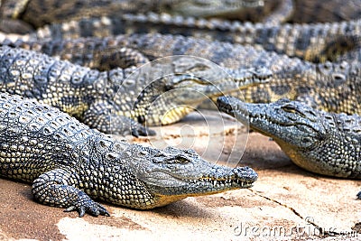 Big african alligators crocodiles crocodile farm Stock Photo