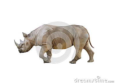 Big african Rhino, Rhinoceros Stock Photo