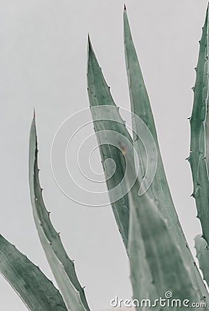 Big agave plant leaves green white background Stock Photo