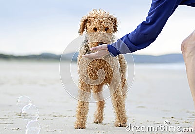 Big Airedale Terrier dog getting treat from person on fun day at beach Stock Photo