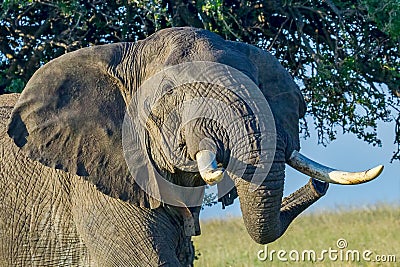 Big Angry African Elephant Stock Photo