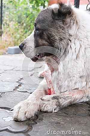 Big angry Central Asian Shepherd dog eats a bone. Dangerous animal to guard the house. Stock Photo