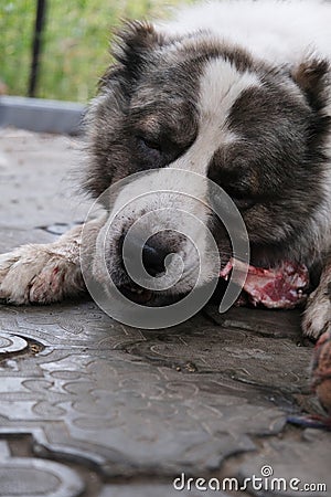 Big angry Central Asian Shepherd dog eats a bone. Dangerous animal to guard the house. Stock Photo