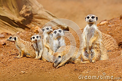 Big Animal family. Funny image from Africa nature. Cute Meerkat, Suricata suricatta, sitting on the stone. Sand desert with small Stock Photo
