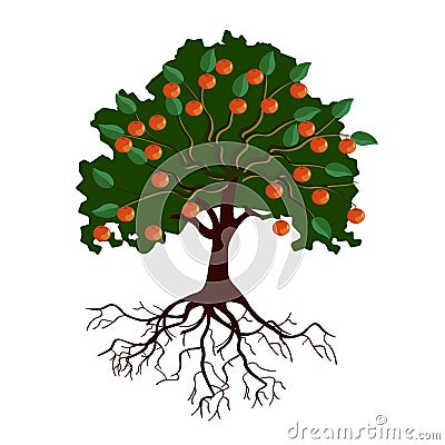 Big apple tree with fruits and roots Vector Illustration