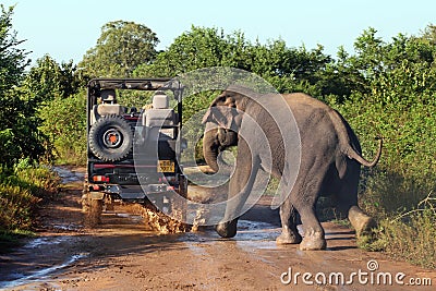 Big Asian aggressive elephants in Udawalawe National Park, Sri Lanka Editorial Stock Photo