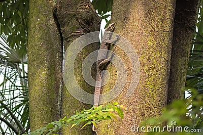 Big Asian Malayan water monitor lizard climbing on tree in Singapore Stock Photo