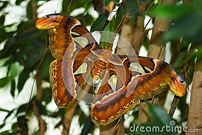 Big Atlas moth or Attacus atlas Stock Photo