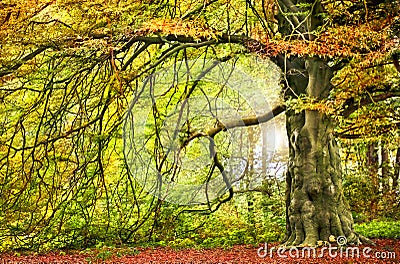 Big autumnal tree Stock Photo
