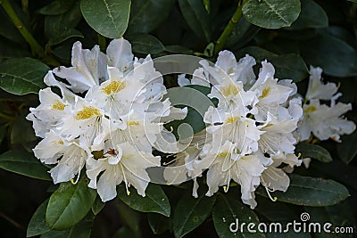 Big azalea or rhododendron in garden. Season of flowering azaleas rhododendron at botanical garden Stock Photo