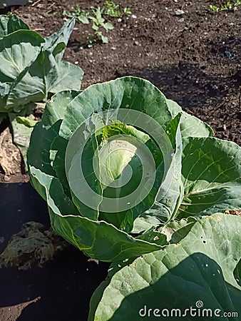 A big baby-cabbage Stock Photo