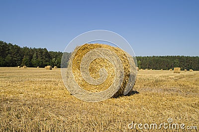 Big bale of straw on the field a round shape Stock Photo