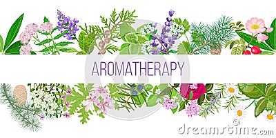 Big banner set of popular essential oil plants. Ornament with text aromatherapy Vector Illustration