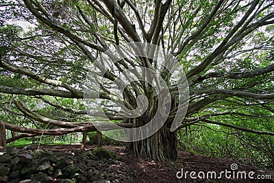 Big Banyan tree in Waimoku falls trail Stock Photo