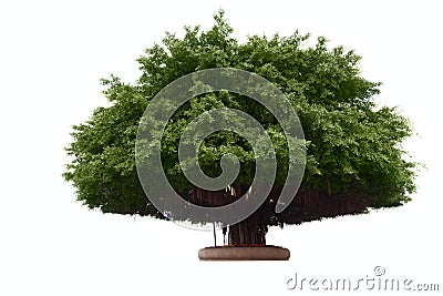 Big banyan on white background Stock Photo