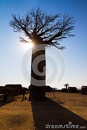 Big baobab silhouette Stock Photo