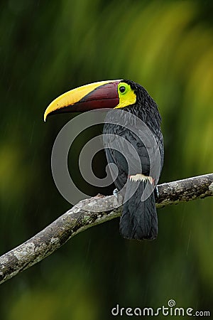 Big beak Chesnut-mandibled Toucan sitting on the branch in tropical rain with green jungle background Stock Photo