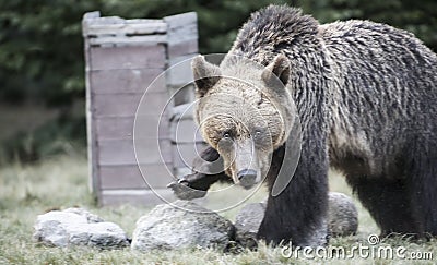 Big bear outcoming from the forest in Romania, Lake St Ana. Stock Photo