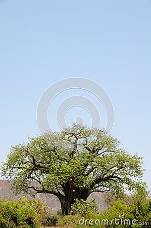 A big and beautiful baobab Stock Photo