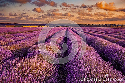 Big beautiful lavander field in the morning with eolian turbines Stock Photo