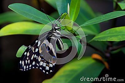 Big beautiful butterfly on flower Stock Photo