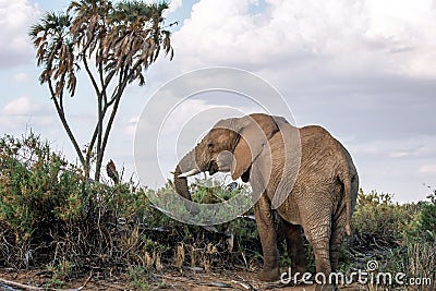 Big and beautiful elephant male outdoors in the african wilderness under a palm tree and cloudy skies. Stock Photo