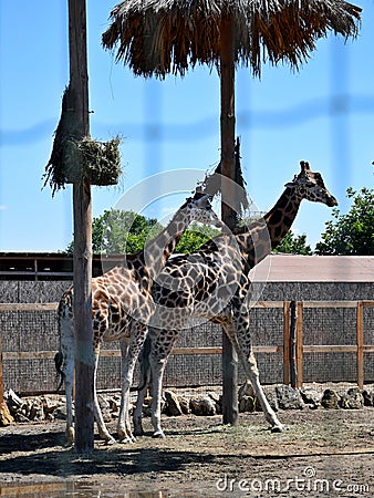 A big beautiful giraffe stands in the sun at the zoo, summer Stock Photo