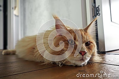 Big beautiful Maine Coon cat lying on the floor in the room Stock Photo