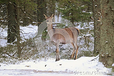 Big and beautiful red deer female during the deer rut in the nature habitat in Czech Republic, european animals, deer rut Stock Photo