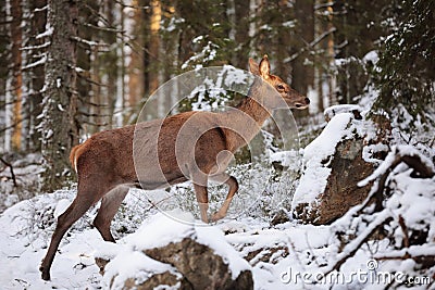 Big and beautiful red deer female during the deer rut in the nature habitat in Czech Republic, european animals, deer rut Stock Photo