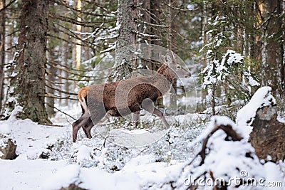 Big and beautiful red deer female during the deer rut in the nature habitat in Czech Republic, european animals, deer rut Stock Photo