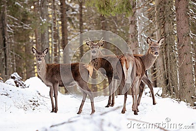 Big and beautiful red deer female during the deer rut in the nature habitat in Czech Republic, european animals, deer rut Stock Photo