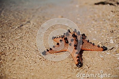 Big beautiful red starfish Stock Photo