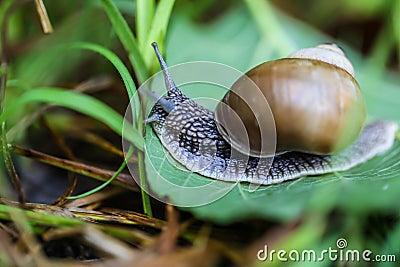 Big beautiful snail on a green leaf closeup Stock Photo