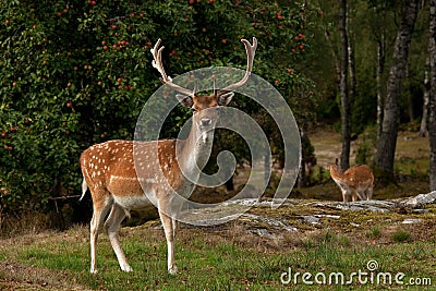 A big and beautiful 5 years male buck of Fallow deer in wood in Sweden Stock Photo