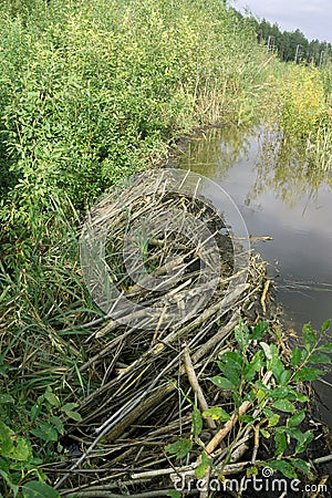 Big beaver house Creek and dam water . Stock Photo