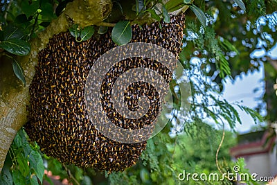 Big Bee hive on branch of tree in nature Stock Photo