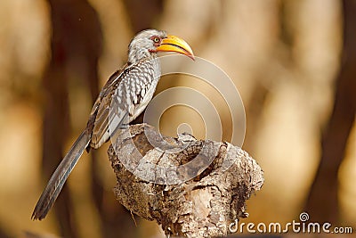 Big bill bird from Africa. Southern Yellow-billed Hornbill, Tockus leucomelas, portrait of grey and black bird with big yellow bil Stock Photo