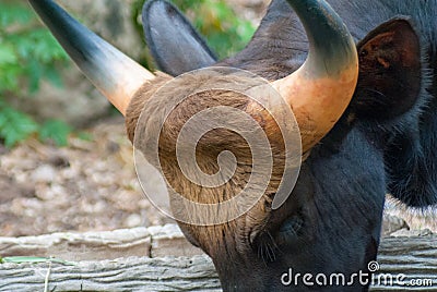 Big black adult bull with big beautiful horn lowering head to feeding grass Stock Photo