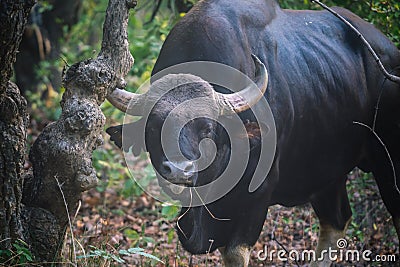 Big black Gaur, Bos gaurus Stock Photo