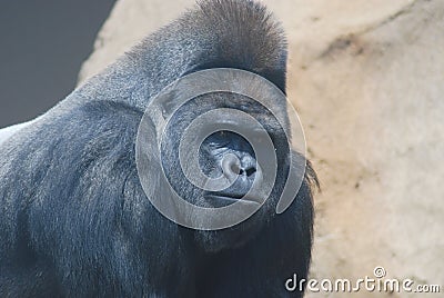 Big black hairy gorilla Stock Photo