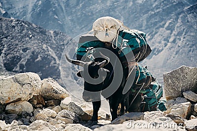 Big black Himalayan yaks with large transport bags. Stock Photo